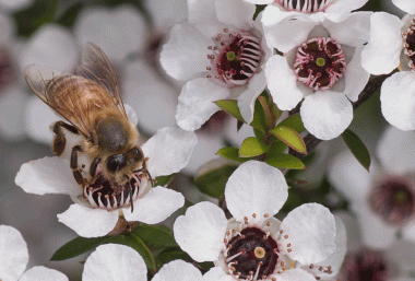 The Brands And The Bees Trade Marks And The Manuka Challenge For Honey Businesses Aj Park