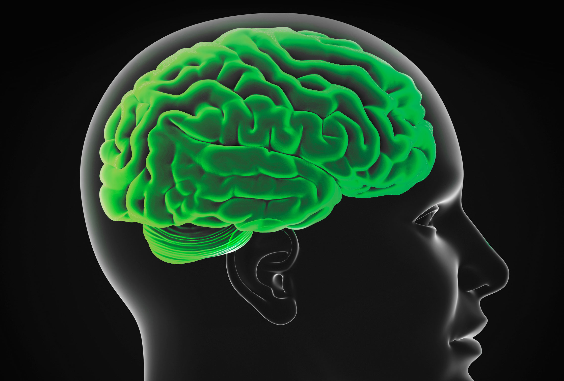 Brain 8 6.jpg thumbnail