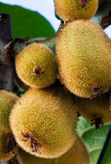 Kiwifruit.thumbnailjpg