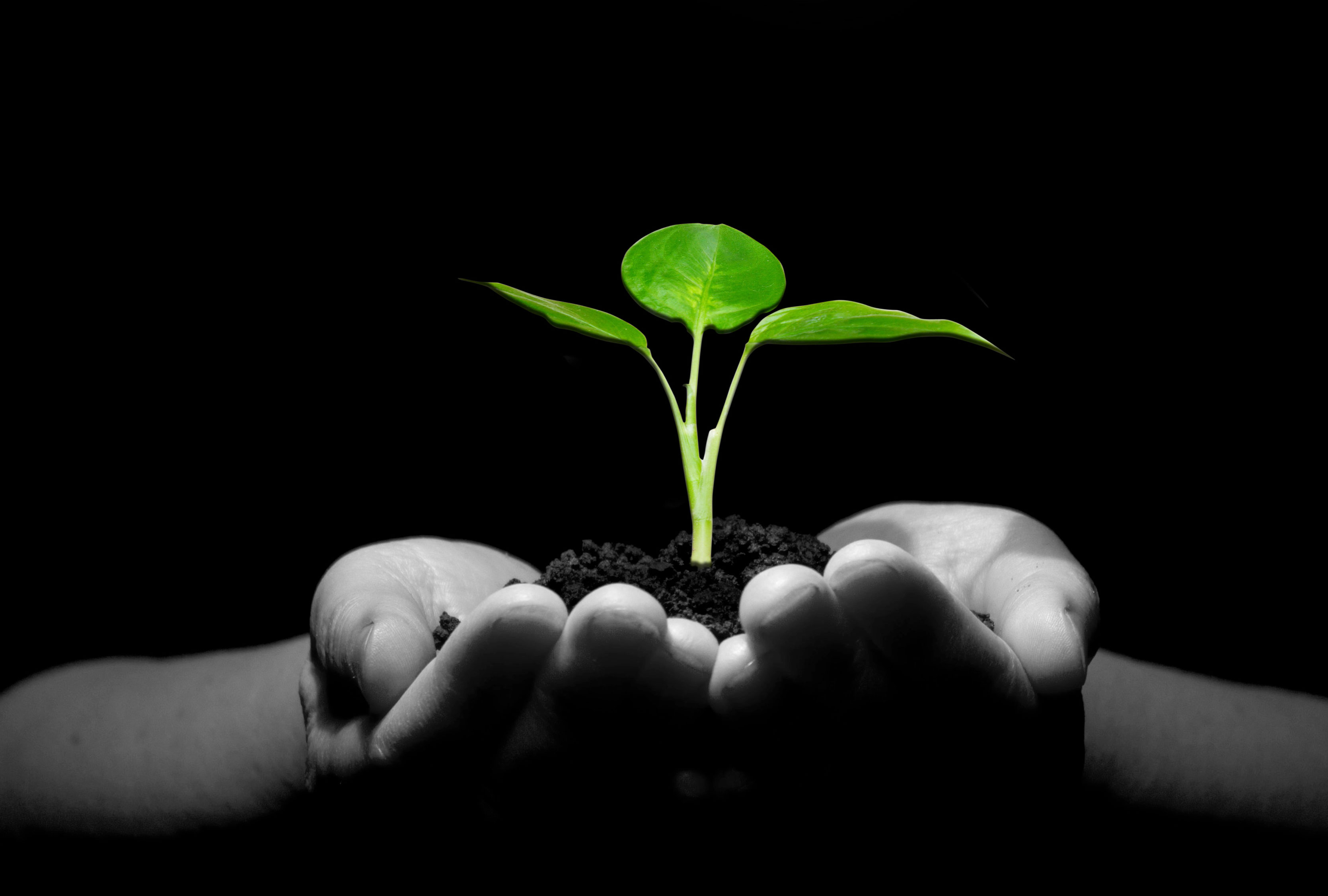 Plant 8 5.jpg thumbnail